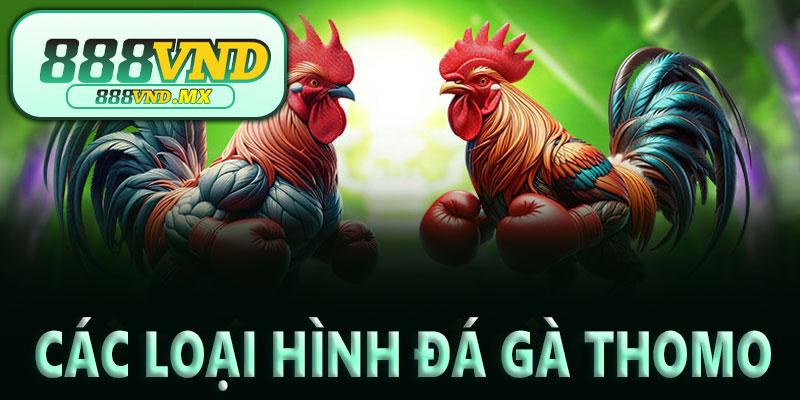 Các loại hình đá gà THOMO bạn nên trải nghiệm