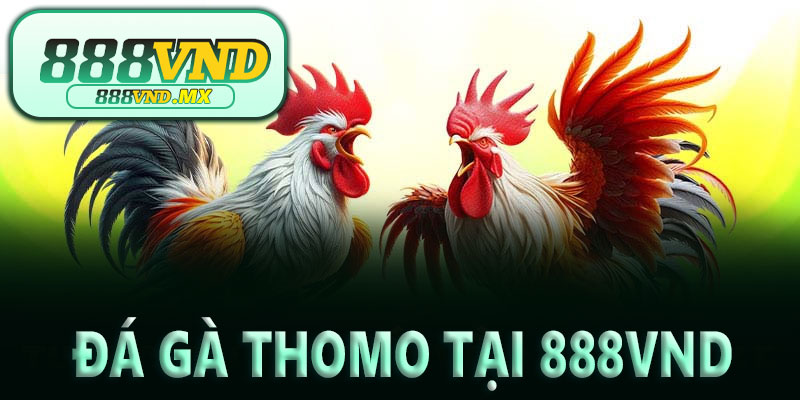 Trải nghiệm Đá gà THOMO đỉnh cao tại 888VND