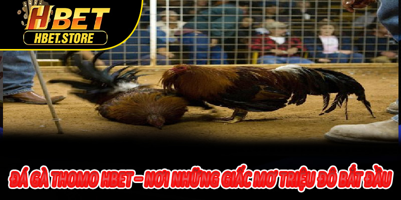 Đá Gà Thomo Hbet – Nơi những giấc mơ triệu đô bắt đầu