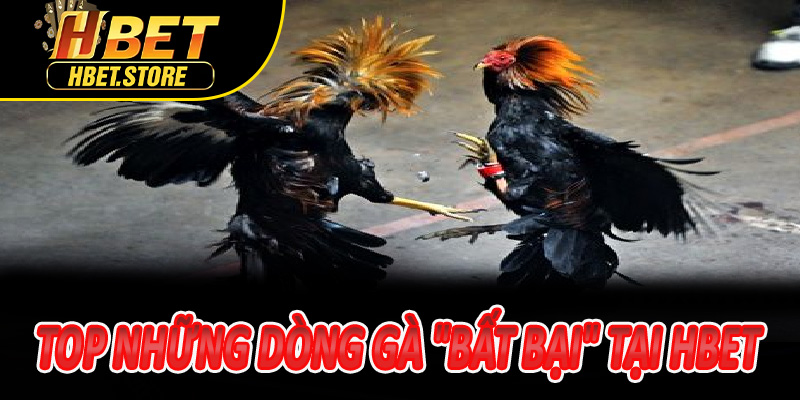 Top những dòng gà "bất bại" làm nên thương hiệu tại Hbet