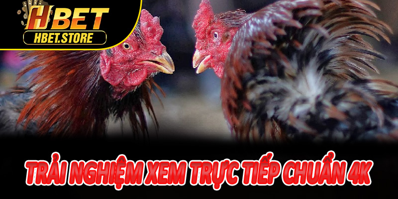 Trải nghiệm xem trực tiếp chuẩn 4K tại sảnh Đá Gà Thomo Hbet