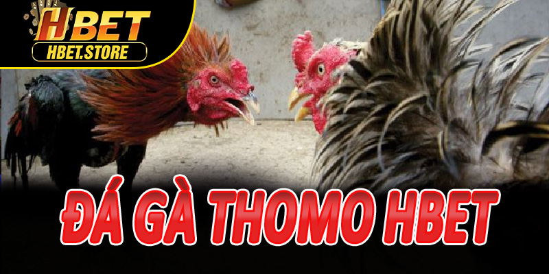 Đá Gà Thomo Hbet